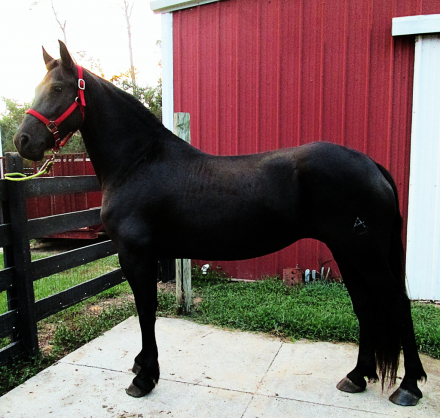 HorseID: 2301759 Natalie's Angelique - PhotoID: 1093598