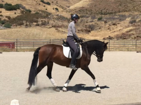 HorseID: 2301889 Treasure - PhotoID: 1083886