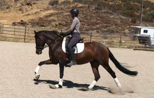 HorseID: 2301889 Treasure - PhotoID: 1083887