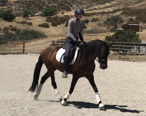 HorseID: 2301889 Treasure - PhotoID: 1083888