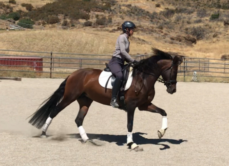 HorseID: 2301889 Treasure - PhotoID: 1083889