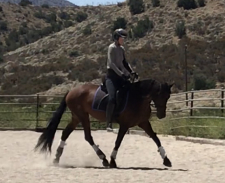 HorseID: 2301889 Treasure - PhotoID: 1093218