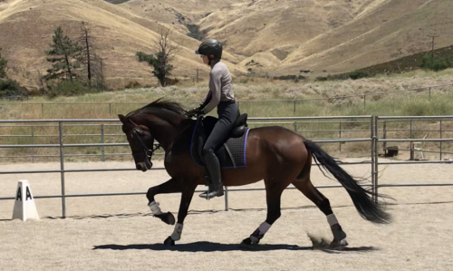 HorseID: 2301889 Treasure - PhotoID: 1093219