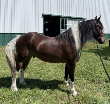 HorseID: 2302014 Jackson - PhotoID: 1092716