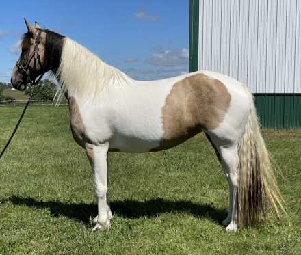 HorseID: 2302018 Giada's Twisted Desire - PhotoID: 1092715