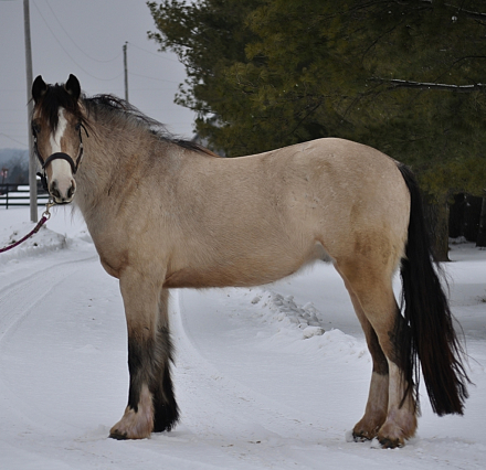 HorseID: 2302082 Finn McCool - PhotoID: 1093900