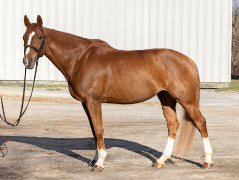 HorseID: 2302153 Icona - PhotoID: 1092863