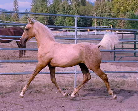 HorseID: 2302346 ATMF Turn The Page - PhotoID: 1084534