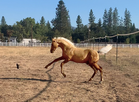 HorseID: 2302346 ATMF Turn The Page - PhotoID: 1084536