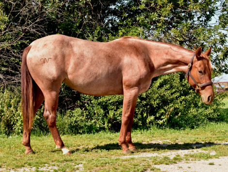 HorseID: 2302610 Cash Metal Spark - PhotoID: 1092942