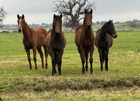 HorseID: 2302866 2024 two year olds - PhotoID: 1093473