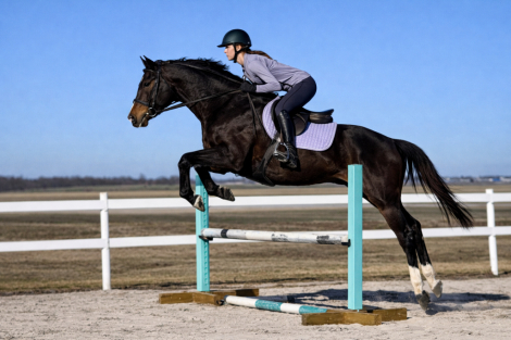 HorseID: 2303103 A Bit Much - PhotoID: 1093358