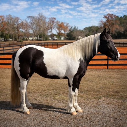 HorseID: 2303113 Mirage - PhotoID: 1085652