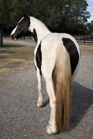 HorseID: 2303113 Mirage - PhotoID: 1085653