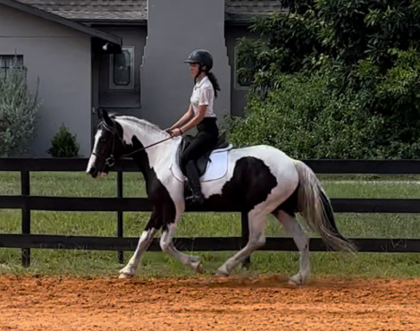 HorseID: 2303113 Mirage - PhotoID: 1085654