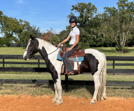 HorseID: 2303113 Mirage - PhotoID: 1085656