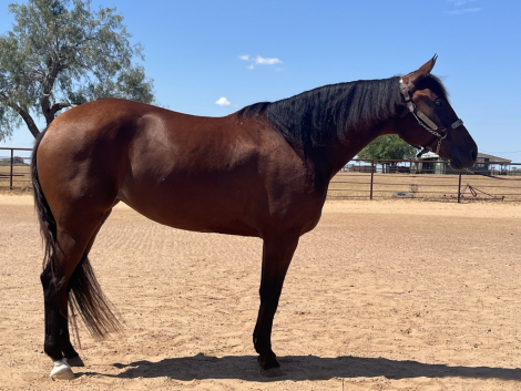 HorseID: 2303148 Anna Valeria - PhotoID: 1092897