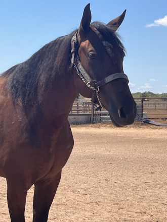 HorseID: 2303148 Anna Valeria - PhotoID: 1092898