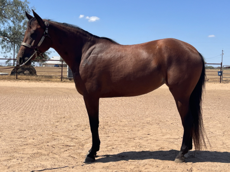 HorseID: 2303148 Anna Valeria - PhotoID: 1092899