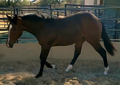 HorseID: 2303181 Holiday Glow - PhotoID: 1093378