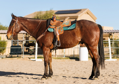 HorseID: 2303187 RMR Covert Perks - PhotoID: 1085775