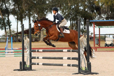 HorseID: 2303583 PS COURT FAVOR - PhotoID: 1086203