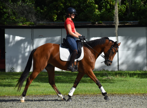 HorseID: 2303583 PS COURT FAVOR - PhotoID: 1086205