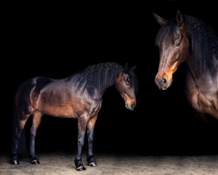 HorseID: 2304004 Cyrus - PhotoID: 1093192