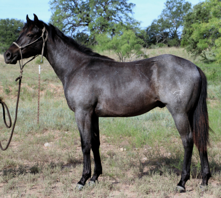 HorseID: 2304168 MT Blue Crush - PhotoID: 1093572