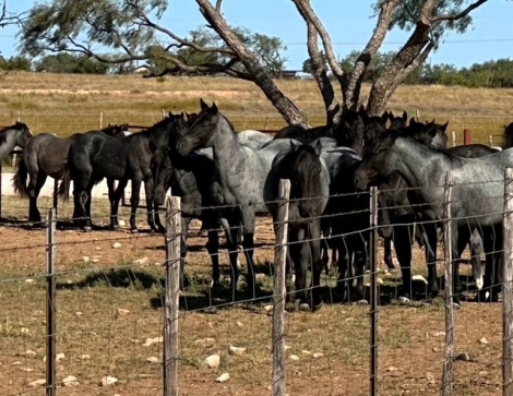 HorseID: 2304168 MT Blue Crush - PhotoID: 1093575