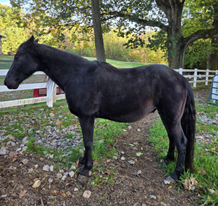 HorseID: 2304199 Cole - PhotoID: 1093850