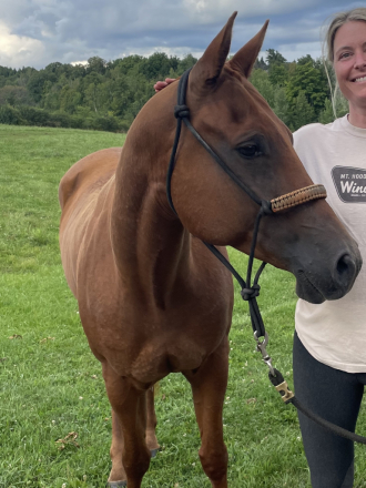 HorseID: 2304237 Tic Toc - PhotoID: 1087152