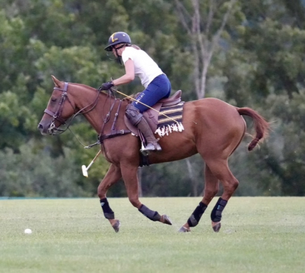 HorseID: 2304237 Tic Toc - PhotoID: 1087153