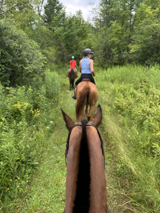 HorseID: 2304237 Tic Toc - PhotoID: 1087154