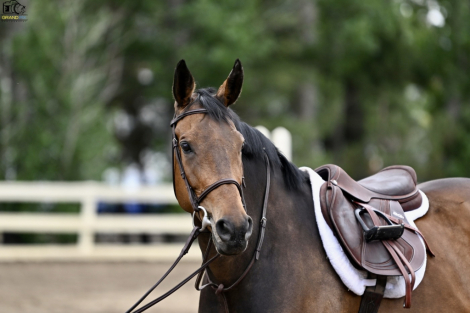 HorseID: 2304317 Foxwood Coronea Teagan - PhotoID: 1087262