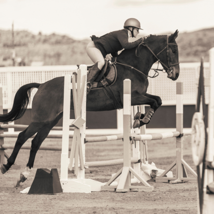 HorseID: 2304317 Foxwood Coronea Teagan - PhotoID: 1087263