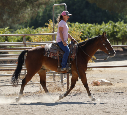 HorseID: 2304627 Hywayman - PhotoID: 1087633