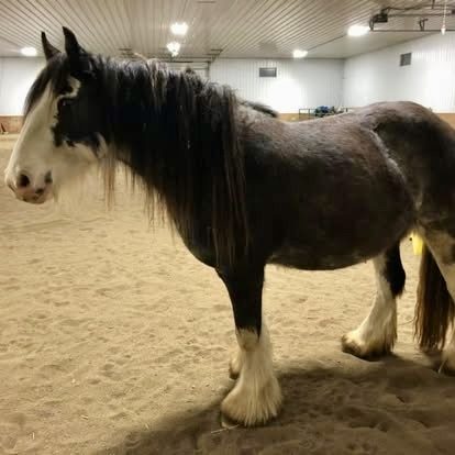 HorseID: 2305023 Feathered Gold Denali - PhotoID: 1088213