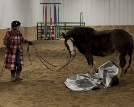 HorseID: 2305023 Feathered Gold Denali - PhotoID: 1088214