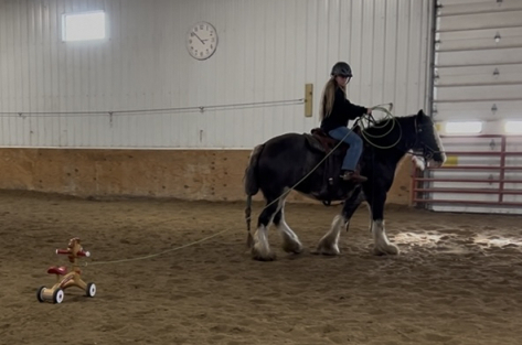 HorseID: 2305023 Feathered Gold Denali - PhotoID: 1088215