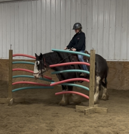 HorseID: 2305023 Feathered Gold Denali - PhotoID: 1088216