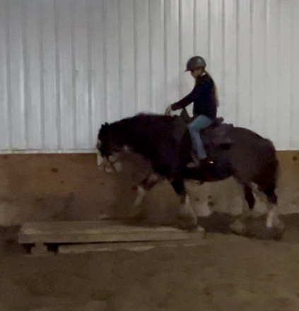 HorseID: 2305023 Feathered Gold Denali - PhotoID: 1088217