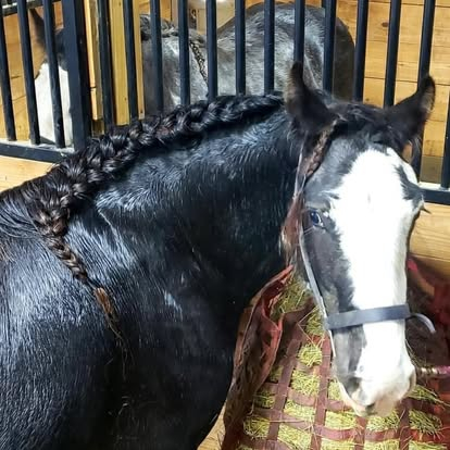 HorseID: 2305023 Feathered Gold Denali - PhotoID: 1088218