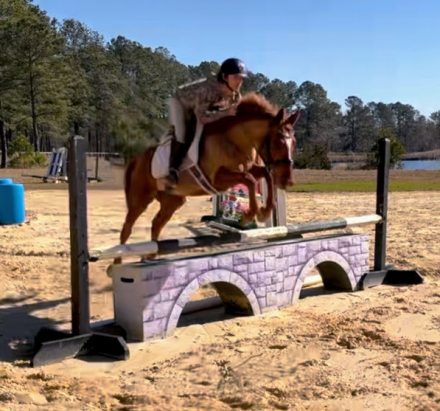 HorseID: 2305128 Palacio Malicia - PhotoID: 1088407