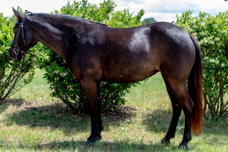 HorseID: 2305130 Good Girl Pearl - PhotoID: 1088408