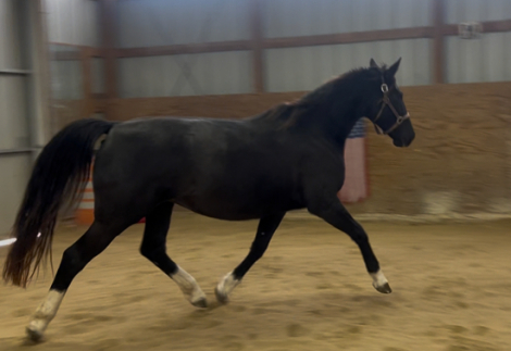 HorseID: 2305161 Sylve - PhotoID: 1093802