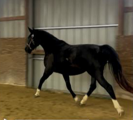 HorseID: 2305161 Sylve - PhotoID: 1093803