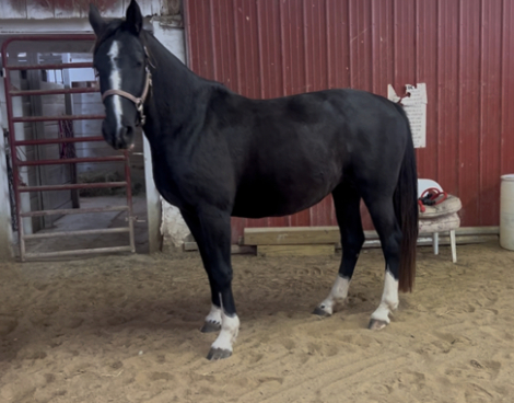 HorseID: 2305161 Sylve - PhotoID: 1093804