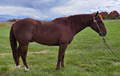 HorseID: 2305211 Steady Quixote - PhotoID: 1090271