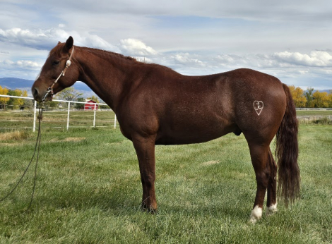 HorseID: 2305211 Steady Quixote - PhotoID: 1090272